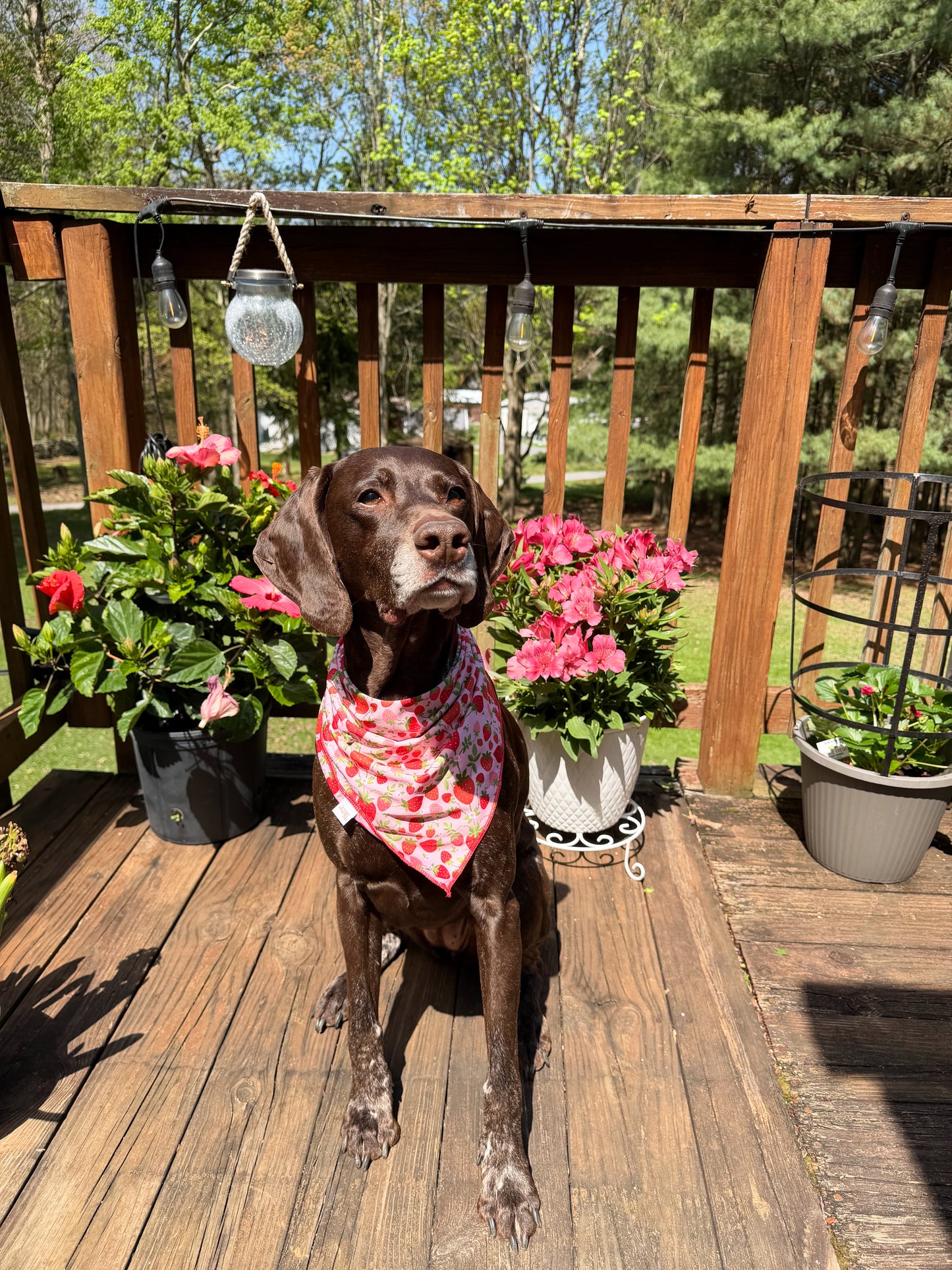 Strawberry Fields L/XL Dog Bandana