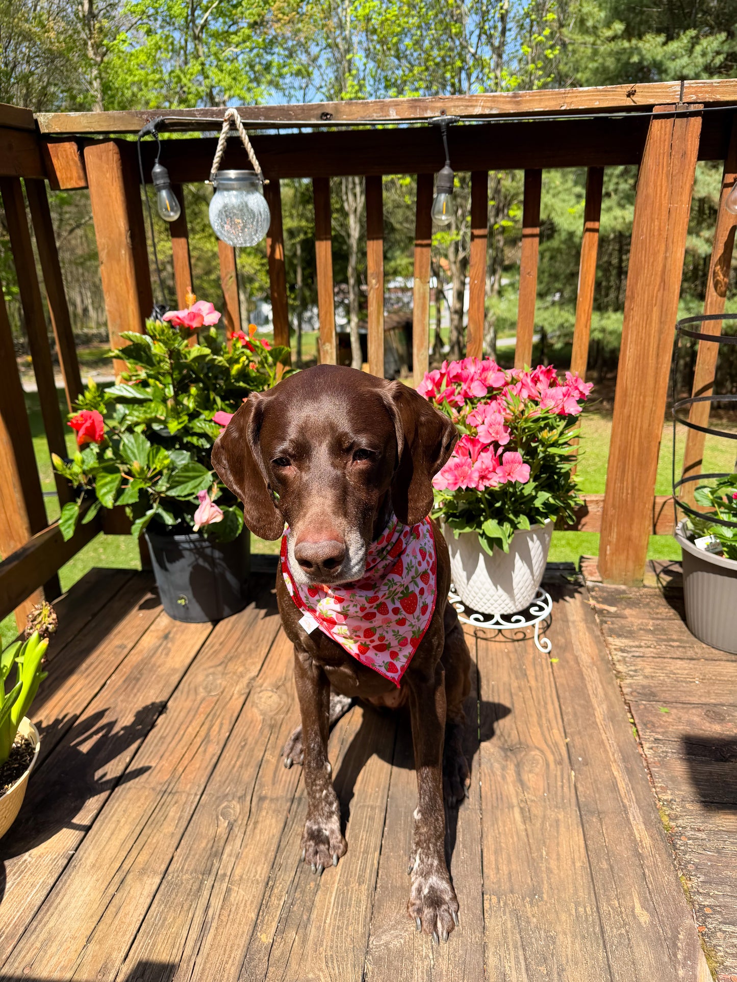 Strawberry Fields L/XL Dog Bandana