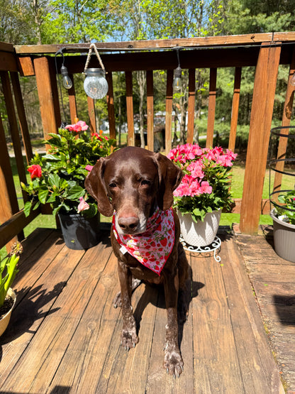 Strawberry Fields L/XL Dog Bandana